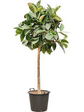 Фикус Эластика Робуста