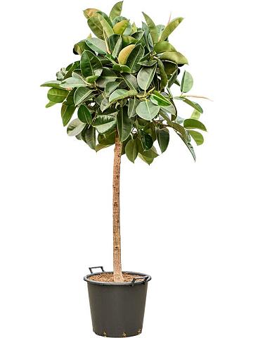 Фикус Эластика Робуста Фикус Эластика Робуста