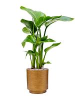 Кашпо Capi lux retro vase cylinder gold D23 H25 см Кашпо Capi lux retro vase cylinder gold D23 H25 см