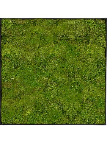 Картина из мха nova frame anthracite-concrete 100% flat moss Картина из мха nova frame anthracite-concrete 100% flat moss