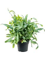 Флебодиум Блю Стар золотистый H50 D17 см