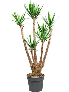 Юкка Слоновая разветвленная Юкка Слоновая разветвленная