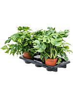 Монстера Минима H40 D15 см