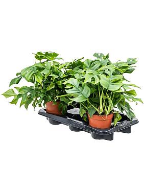 Монстера Минима Монстера Минима