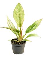 Филодендрон Ринг оф Файер H10 D6 см