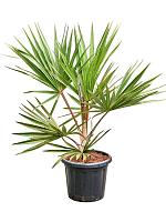 Латания лонтароидная H140 D38 см