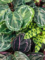 Калатея микс H35 D12 см Калатея микс H35 D12 см