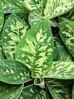 Хомаломена Валлисии Камуфляж H20 D12 см