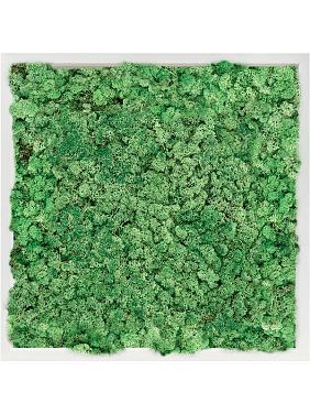 Картина из мха mdf ral 9010 satin gloss 100% reindeer moss (grass green) Картина из мха mdf ral 9010 satin gloss 100% reindeer moss (grass green)
