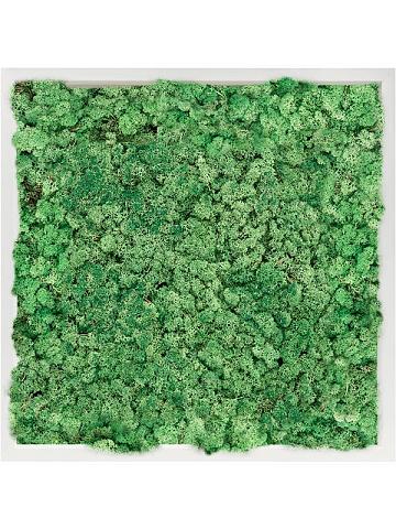 Картина из мха mdf ral 9010 satin gloss 100% reindeer moss (grass green) Картина из мха mdf ral 9010 satin gloss 100% reindeer moss (grass green)