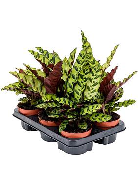 Калатея Лансифолия