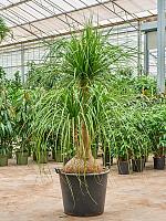 Нолина (Бокарнея отогнутая) разветвленная H220 D55 см