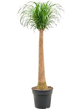 Нолина (Бокарнея отогнутая) Нолина (Бокарнея отогнутая)