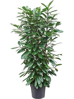 Фикус Циатистипула Фикус Циатистипула