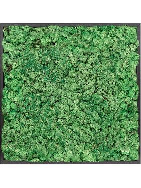 Картина из мха mdf ral 9005 satin gloss 100% reindeer moss (grass green) Картина из мха mdf ral 9005 satin gloss 100% reindeer moss (grass green)