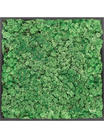 Картина из мха mdf ral 9005 satin gloss 100% reindeer moss (grass green) Картина из мха mdf ral 9005 satin gloss 100% reindeer moss (grass green)