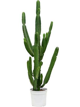 Молочай Абиссинский (Эуфорбия Акруренсис) Молочай Абиссинский (Эуфорбия Акруренсис)