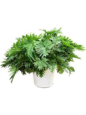 Филодендрон Селло Филодендрон Селло