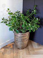 Кашпо Capi nature rib nl vase elegant low black gold D46 H58 см Кашпо Capi nature rib nl vase elegant low black gold D46 H58 см