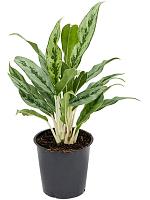 Аглаонема Грейхаунд H40 D12 см