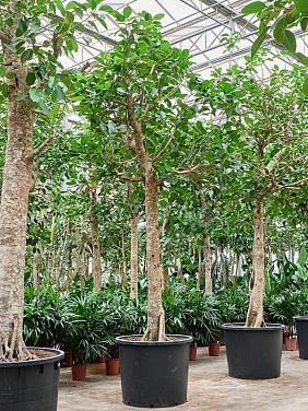 Фикус Альтиссимо Фикус Альтиссимо