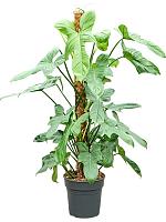 Филодендрон Дваждыперистонадрезанный Серебряная Скрипка на опоре H100 D21 см