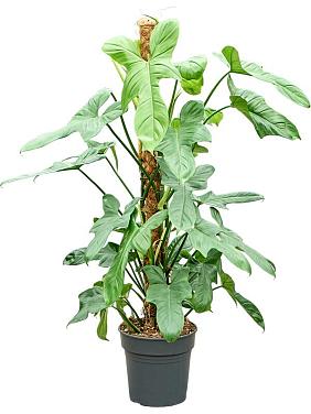 Филодендрон Дваждыперистонадрезанный Серебряная Скрипка на опоре