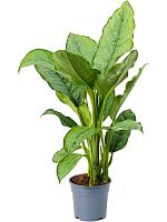 Аглаонема Фридман H70 D17 см