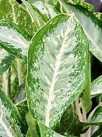 Аглаонема Анук H40 D14 см