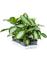 Аглаонема Даймонд Бей H55 D17 см