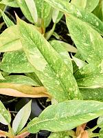 Филодендрон Ринг оф Файер H10 D6 см