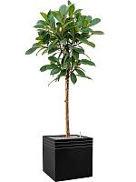 Фикус Циатистипула H140 D30 см