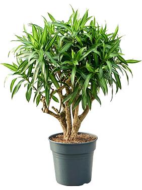 Драцена Песня Ямайки