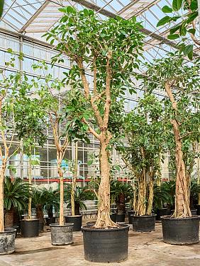 Фикус Альтиссимо