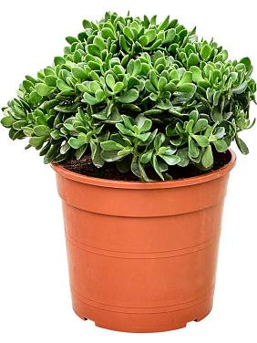 Крассула Овата