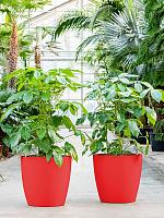 Кашпо Baq ecoline phoenix regular couple D28 H25 см