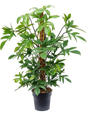 Филодендрон дольчатый Педатум на опоре