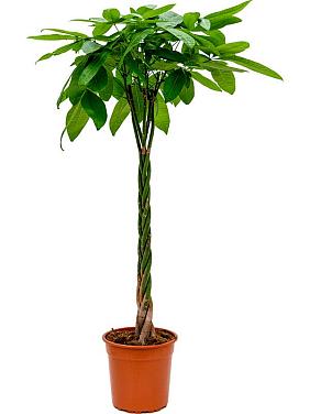 Пахира Акватика переплетенная