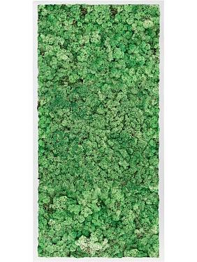 Картина из мха mdf ral 9010 satin gloss 100% reindeer moss (grass green) Картина из мха mdf ral 9010 satin gloss 100% reindeer moss (grass green)