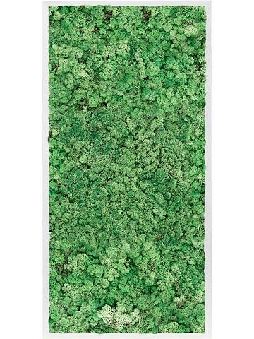 Картина из мха mdf ral 9010 satin gloss 100% reindeer moss (grass green)