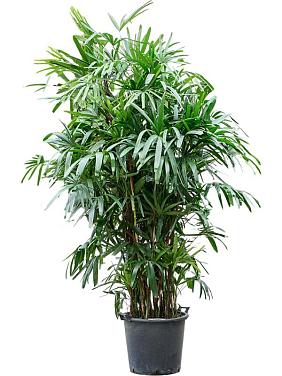 Рапис высокий