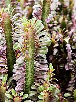 Молочай треугольный (Эуфорбия Тригона Рубра) H85 D24 см