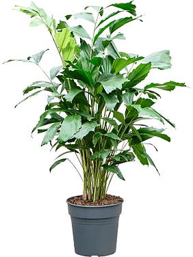 Кариота Митис мягкая