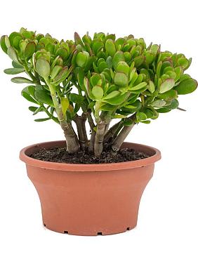 Крассула Овата