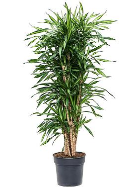 Драцена Фрагранс Рики разветвленная