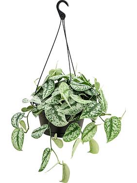 Сциндапсус Пиктус Треби ампельный Сциндапсус Пиктус Треби ампельный