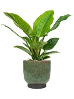 Филодендрон Империал Грин H50 D19 см