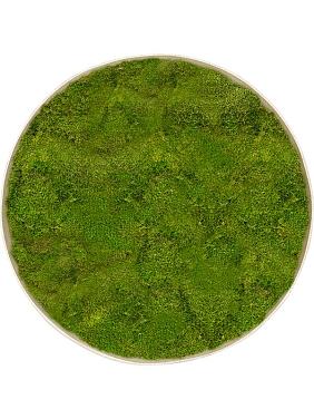 Картина из мха nova frame antique white-concrete 100% flat moss Картина из мха nova frame antique white-concrete 100% flat moss