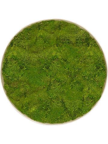 Картина из мха nova frame antique white-concrete 100% flat moss Картина из мха nova frame antique white-concrete 100% flat moss