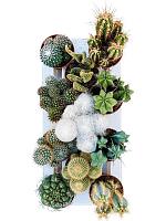 мини-кактусы микс (набор 11 шт) H25 D11 см